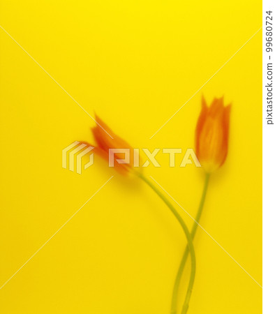 image photo flower flower 99680724