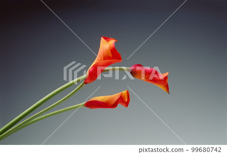 image photo flower flower 99680742