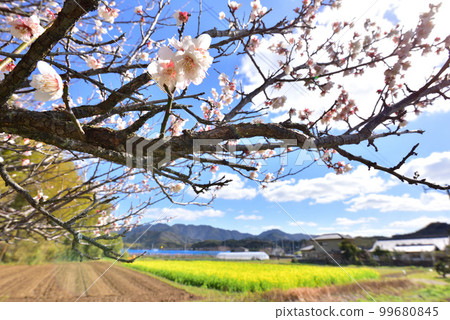 春天來了 日本的春天風景 日本田園風光 盛開的梅花 盛開的梅花 春天的陽光 99680845