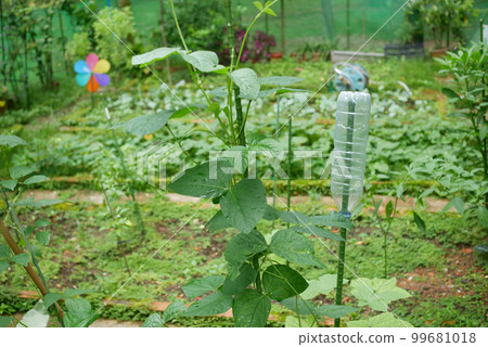 inside of a vegetable garden in singapore inside of a vegetable garden in singapore 99681018