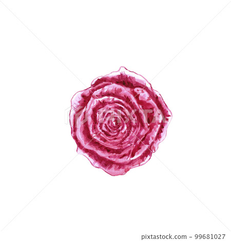 Handdrawn Watercolor pink rose on the white background. Scrapbook design elements. Typography poster, wedding invitation, postcard, label, banner design. 99681027