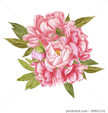 Handdrawn Watercolor red, cream and pink peony flowers bouquet with green leaves on the white background. Scrapbook design, typography poster, label, banner, post card. Handdrawn Watercolor red, cream and pink peony flowers bouquet with green leaves on the white background. Scrapbook design, typography poster, label, banner, post card. 99681142