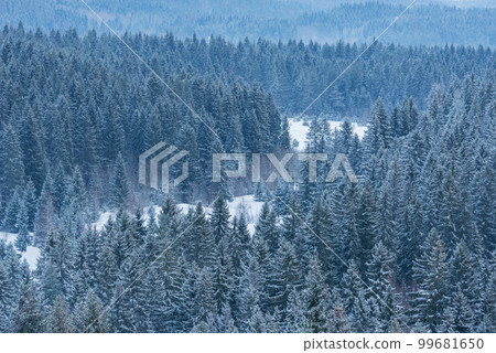 Spruce trees forest in the mountains. Spruce trees forest in the mountains. 99681650