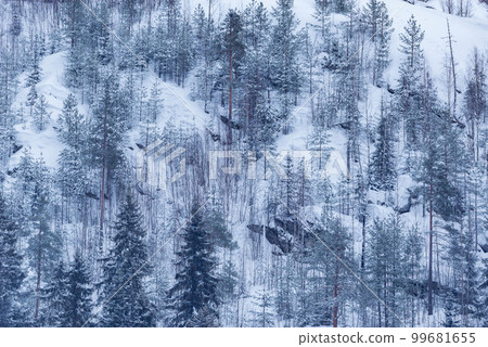Trees on the mountain cliffs at winter day. 99681655