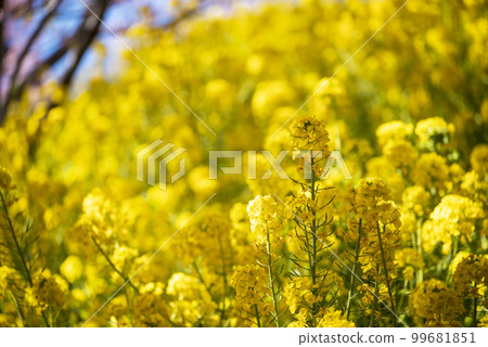 西平畑公園油菜花[神奈川縣] 99681851