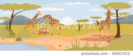 Giraffes in natural habitat, flat vector illustration. African savannah scenery. 99681915