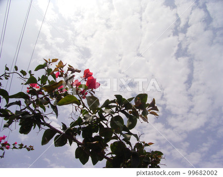 Hibiscus flowers in the cloudy sky Hibiscus flowers in the cloudy sky 99682002