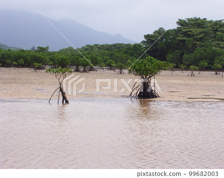 Mangroves with diverse and strange root shapes 99682003