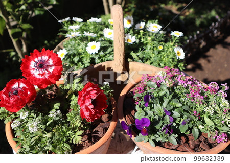 Spring flower group planting & group pot Spring flower group planting & group pot 99682389