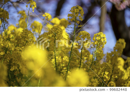 Nishihirahata Park Rape Blossoms [Kanagawa Prefecture] 99682448