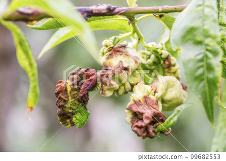 Branch of a peach tree with leaf curl caused by a fungus. Leaf disease Branch of a peach tree with leaf curl caused by a fungus. Leaf disease 99682553
