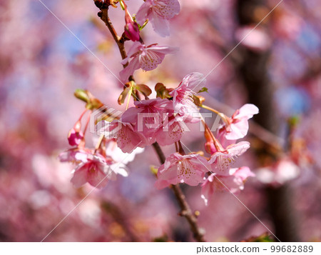 Scenery with Kawazu cherry blossoms 99682889
