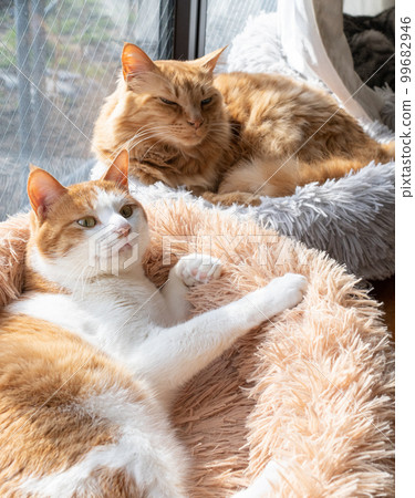 two cats relaxing two cats relaxing 99682946