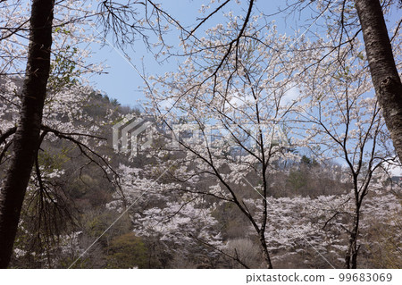 Cherry Blossoms   99683069
