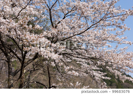 櫻花 櫻花 99683076