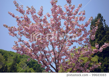 Cherry Blossoms Cherry Blossoms 99683083