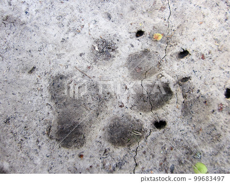 Photography to theme big footprint animal dog close up Photography to theme big footprint animal dog close up 99683497