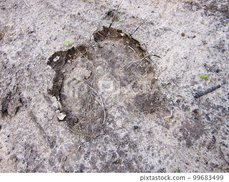Photography to theme big footprint animal cow close up 99683499