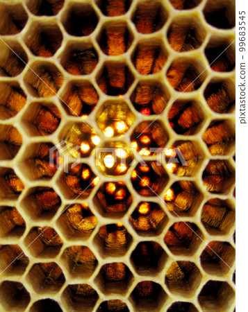 Abstract hexagon structure is honeycomb from bee hive 99683545
