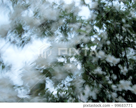 Wild beauty flower with nectar blooming 99683771