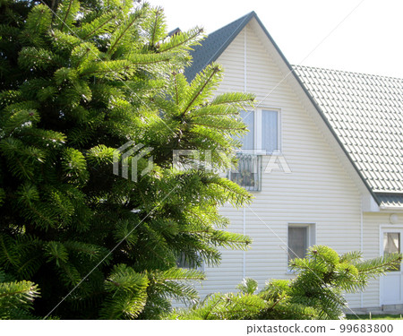 green pointed tree branches is symbol of new year and Christmas. green pointed tree branches is symbol of new year and Christmas. 99683800