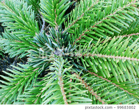 green pointed tree branches is symbol of new year and Christmas. green pointed tree branches is symbol of new year and Christmas. 99683802