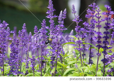 Lavender Sage with Bear Bee (Blue Salvia) 1 99683896