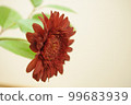磚色非洲菊 99683939