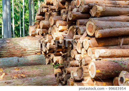 Logs of thinned timber piled up 99683954