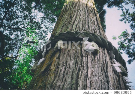 Shimenawa wrapped around a giant tree 99683995