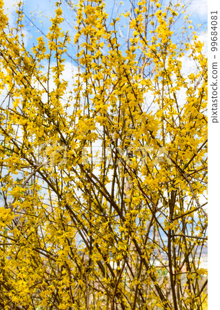 Spring yellow Forsythia europaea blossom Spring yellow Forsythia europaea blossom 99684081