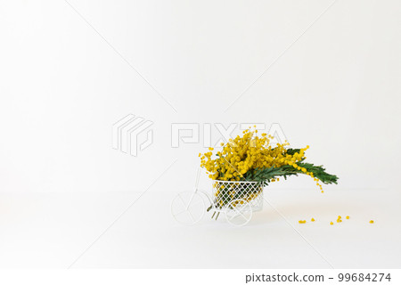 Bouquet of yellow mimosa flowers stands in a decorative bicycle on a white background with a copy space. The concept of March 8, Easter, happy women's day Bouquet of yellow mimosa flowers stands in a decorative bicycle on a white background with a copy space. The concept of March 8, Easter, happy women's day 99684274