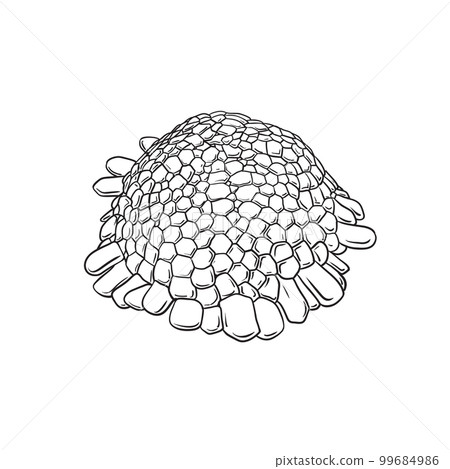 Colobocentrotus atratus drawing Black & White Colobocentrotus atratus drawing Black & White 99684986