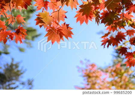 Autumn leaves and blue sky frame material Autumn leaves and blue sky frame material 99685200