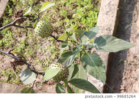 datura thorny fruit on tree in farm 99685264