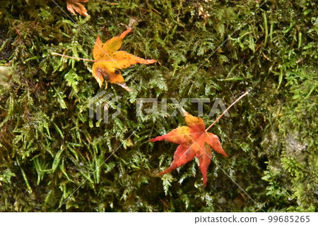 苔蘚和楓樹在雨中濕潤 苔蘚和楓樹在雨中濕潤 99685265