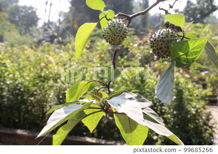 datura thorny fruit on tree in farm datura thorny fruit on tree in farm 99685266