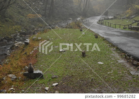 在雨中覓食 99685282