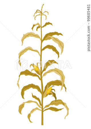 Corn growing stage. Maize growth plant isolated on white background. Farm plant evolving, development stage. Planting process Corn growing stage. Maize growth plant isolated on white background. Farm plant evolving, development stage. Planting process 99685481