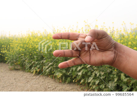 finger sign with mustard farm for deaf finger sign with mustard farm for deaf 99685564