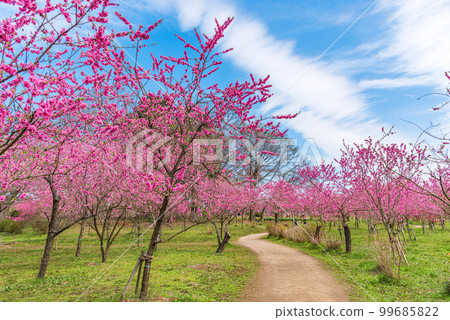 茨城縣古河市桃花節 99685822