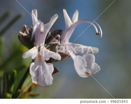 兩朵迷迭香的特寫（景天的花和芽在枝尖） 99685843