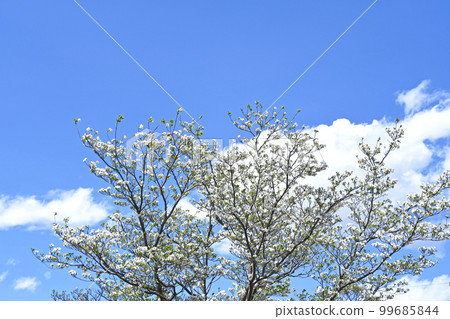 Dogwood (flower wood) 99685844