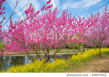 Koga City, Ibaraki Prefecture Peach Festival in full bloom Koga City, Ibaraki Prefecture Peach Festival in full bloom 99685849