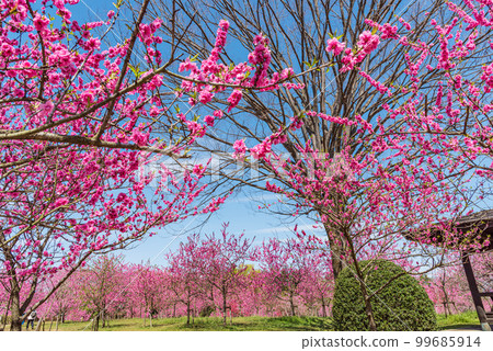 茨城縣古河市桃花節 99685914