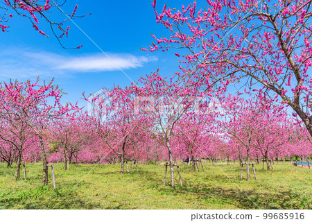 Koga City, Ibaraki Prefecture Peach Festival in full bloom 99685916