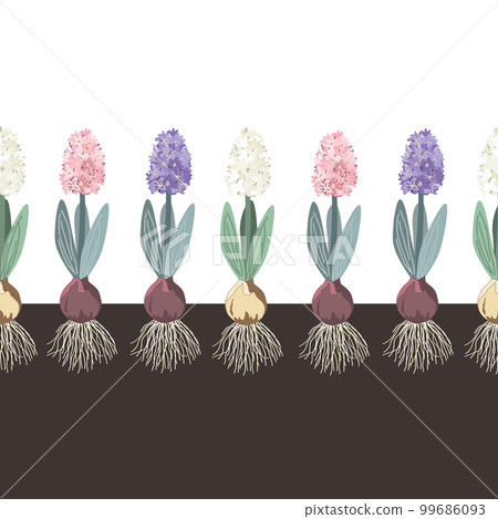 Hyacinth in a sand seamless pattern, botanical vintage style border. Hyacinths with onion, roots, leaves and flowers in the soil. Vector illustration. 99686093