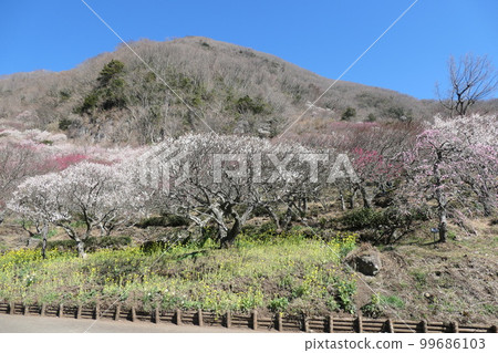 Yugawara Bairin Makuyama 99686103
