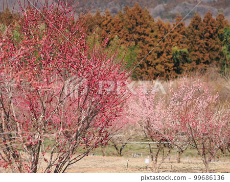 梅花 Akima Bairin 99686136