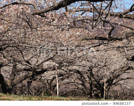 Short white plum blossoms Akima Bairin 99686137
